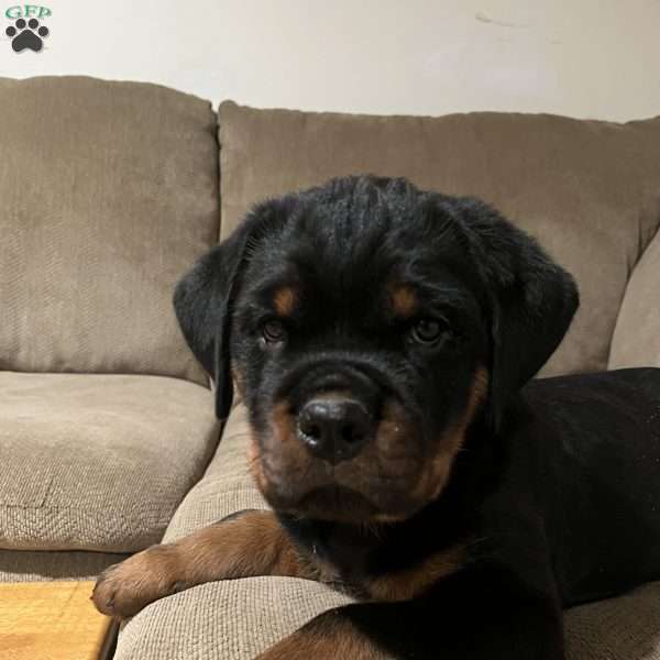 Gambit, Rottweiler Puppy