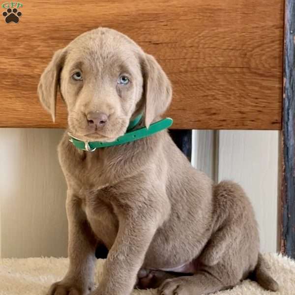 Wilma, Silver Labrador Retriever Puppy