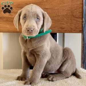 Wilma, Silver Labrador Retriever Puppy