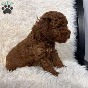 Bella, Toy Poodle Puppy