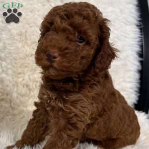 Bella, Toy Poodle Puppy