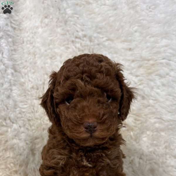 Bella, Toy Poodle Puppy