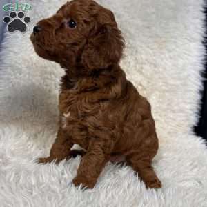 Rusty, Toy Poodle Puppy