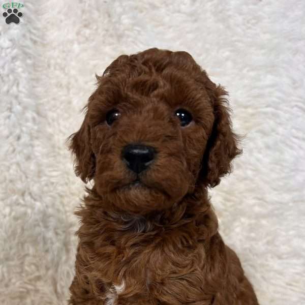 Rusty, Toy Poodle Puppy