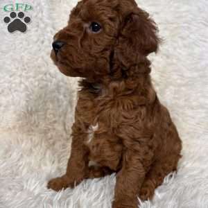 Rusty, Toy Poodle Puppy