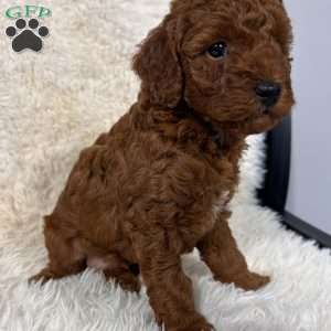 Rusty, Toy Poodle Puppy