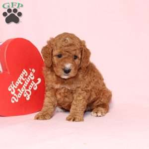 Granger, Miniature Poodle Puppy