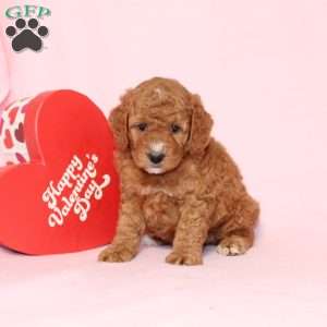 Granger, Miniature Poodle Puppy