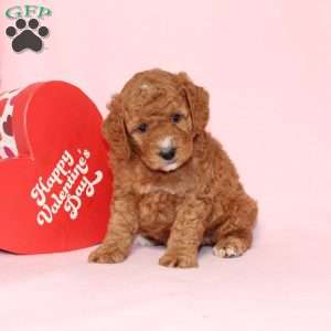 Granger, Miniature Poodle Puppy