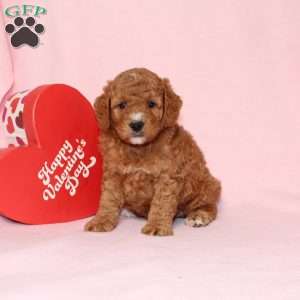 Granger, Miniature Poodle Puppy