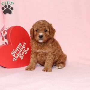 Granger, Miniature Poodle Puppy