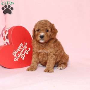 Granger, Miniature Poodle Puppy