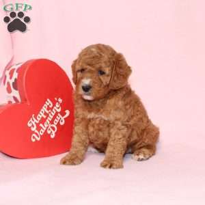 Granger, Miniature Poodle Puppy