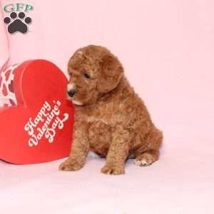 Granger, Miniature Poodle Puppy