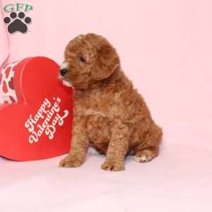 Granger, Miniature Poodle Puppy