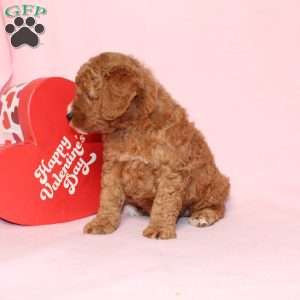 Granger, Miniature Poodle Puppy