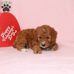 Granger, Miniature Poodle Puppy