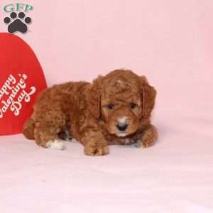 Granger, Miniature Poodle Puppy