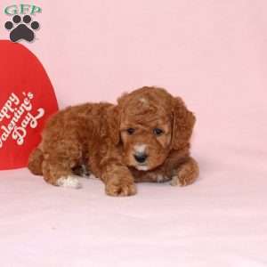 Granger, Miniature Poodle Puppy