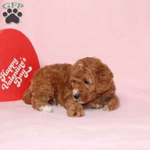 Granger, Miniature Poodle Puppy