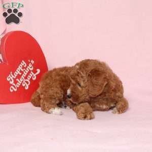 Granger, Miniature Poodle Puppy