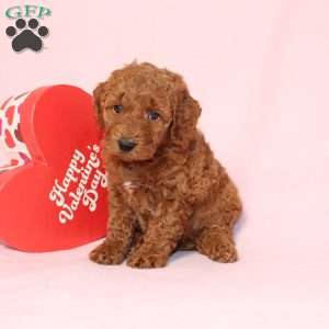 Gloria, Miniature Poodle Puppy