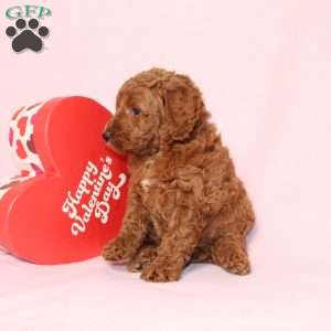 Gloria, Miniature Poodle Puppy