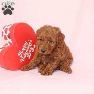 Gloria, Miniature Poodle Puppy