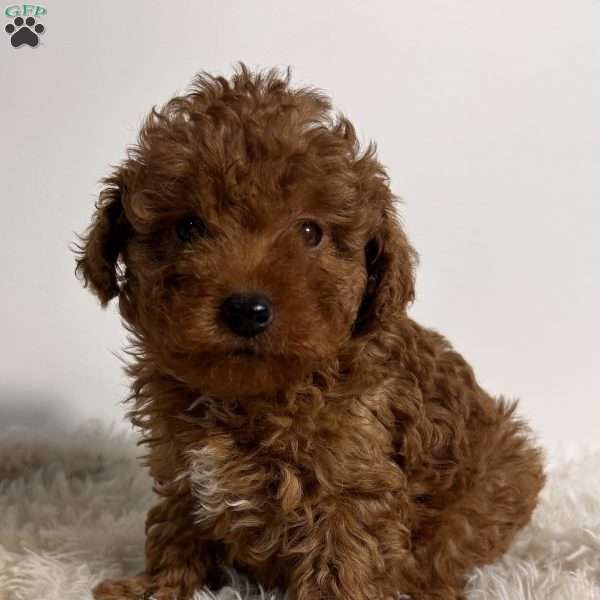 Luna, Toy Poodle Puppy