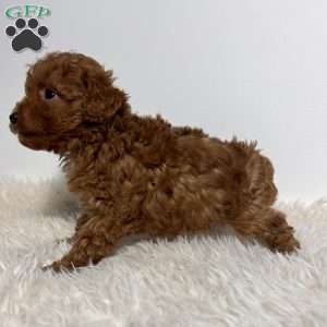 Milo, Toy Poodle Puppy