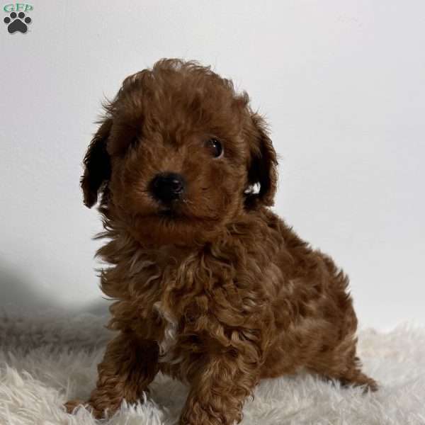 Milo, Toy Poodle Puppy