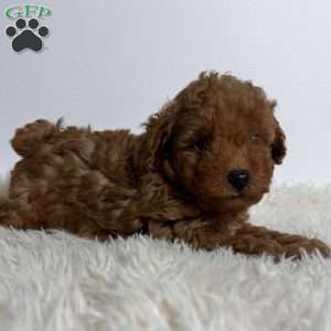 Milo, Toy Poodle Puppy