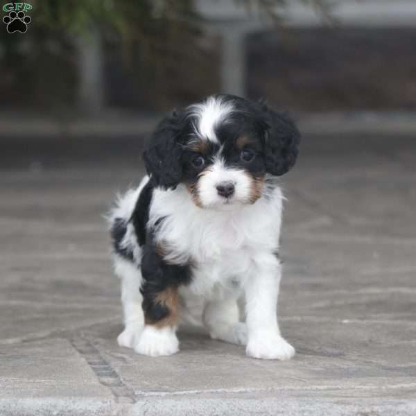 Mylah, Cavapoo Puppy