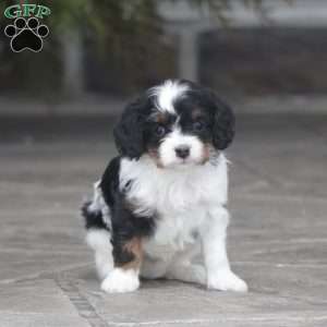 Mylah, Cavapoo Puppy