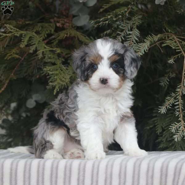 Maci, Cavapoo Puppy