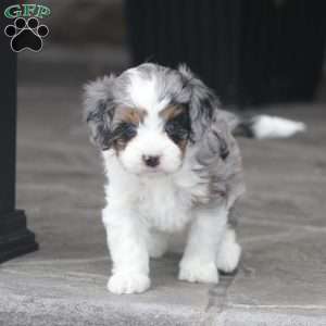 Maci, Cavapoo Puppy