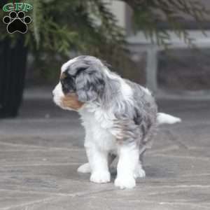 Maci, Cavapoo Puppy