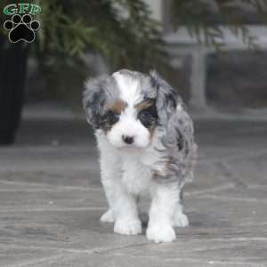 Maci, Cavapoo Puppy