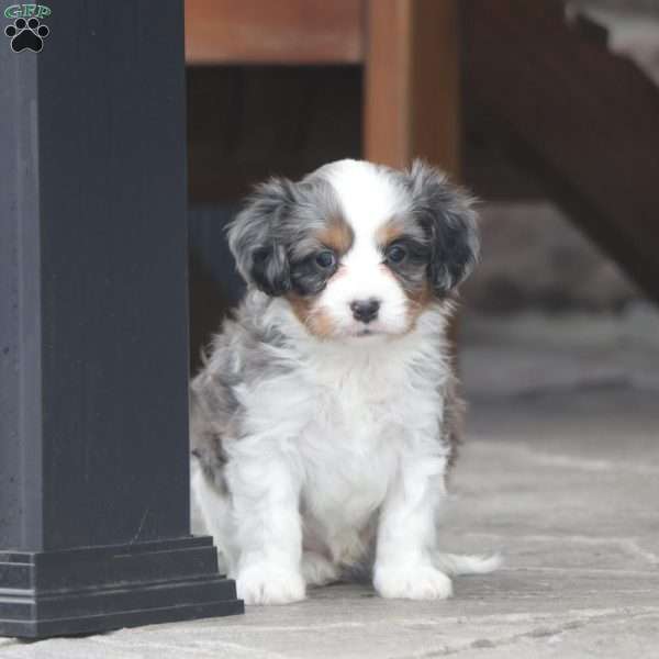 Malcolm, Cavapoo Puppy