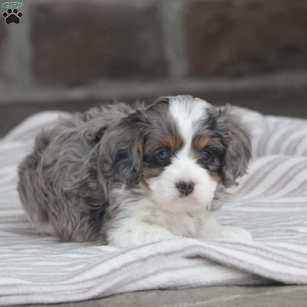 Maxwell, Cavapoo Puppy