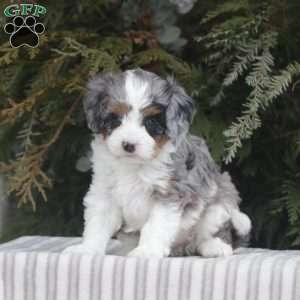 Maci, Cavapoo Puppy