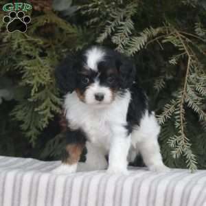 Mylah, Cavapoo Puppy