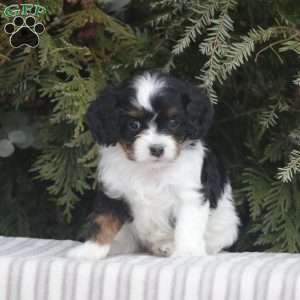 Mylah, Cavapoo Puppy