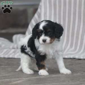 Mylah, Cavapoo Puppy