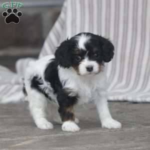 Mylah, Cavapoo Puppy