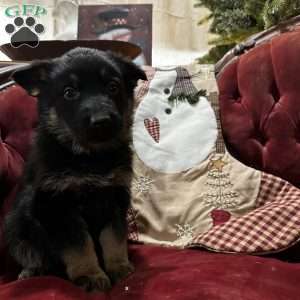 Vidar, German Shepherd Puppy