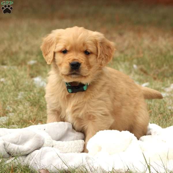 Baxter, Golden Retriever Puppy