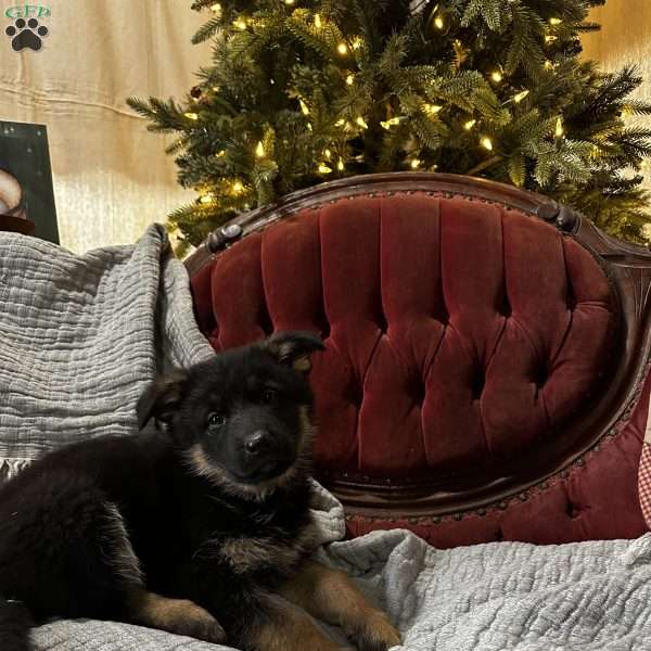 Selene, German Shepherd Puppy