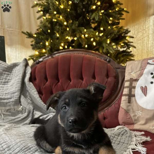 Pheobe, German Shepherd Puppy