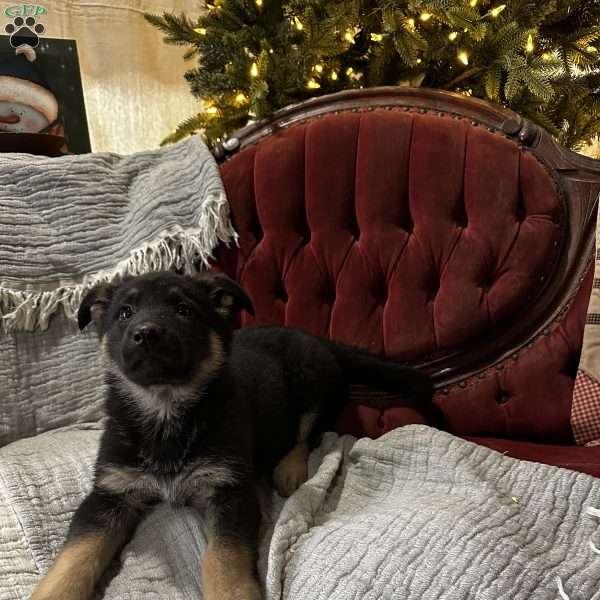 Calypso, German Shepherd Puppy